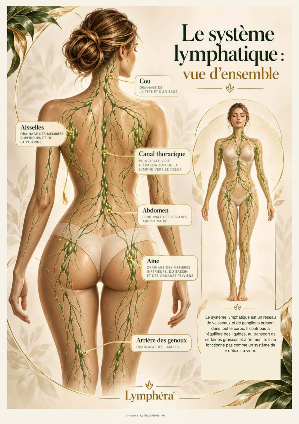Schéma explicatif du système lymphatique présenté dans le guide